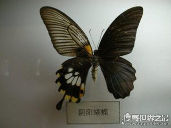 卡申夫鬼美人鳳蝶真的存在嗎 卡申夫鬼美人鳳蝶事件 4