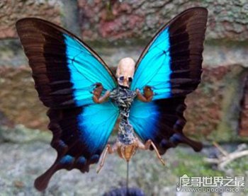 卡申夫鬼美人鳳蝶真的存在嗎 卡申夫鬼美人鳳蝶事件 2