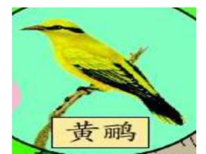 黃鸝的鸝組詞有哪些 3