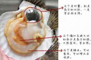 扇貝什么地方不能吃圖片 扇貝食用前的清洗處理