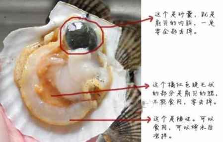 扇貝什么地方不能吃圖片 扇貝食用前的清洗處理 1