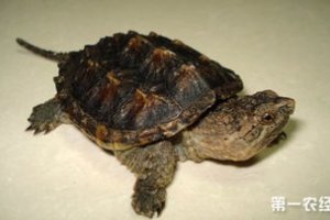 鱷龜最大能長多大圖片 這些能促進它的成長
