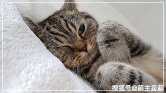 貓咪耳螨是什么樣子 貓咪耳螨怎么清理干凈 3