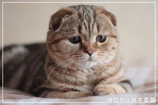 貓咪耳螨是什么樣子 貓咪耳螨怎么清理干凈 4
